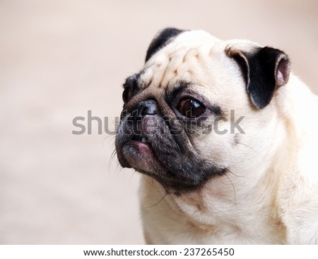 lovely white fat cute pug face head shot close up sitting on the concrete floor outdoor making funny face under natural sunlight