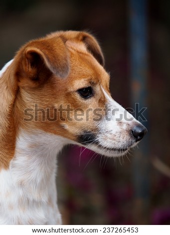 portraits of a happy active young Jack Russel terrier dog white and brown playing around a house with home outdoor surrounding making serious face under morning sunlight watching outside