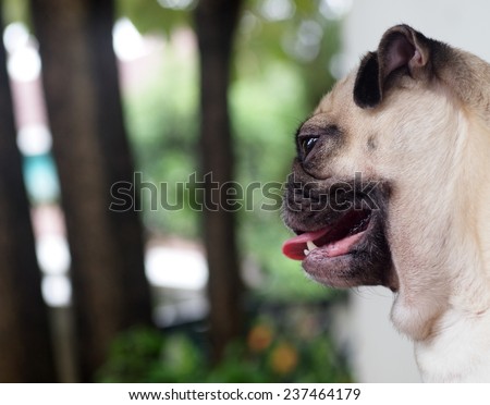 lovely white fat cute pug face head shot close up sitting on the concrete floor outdoor making funny face under natural sunlight