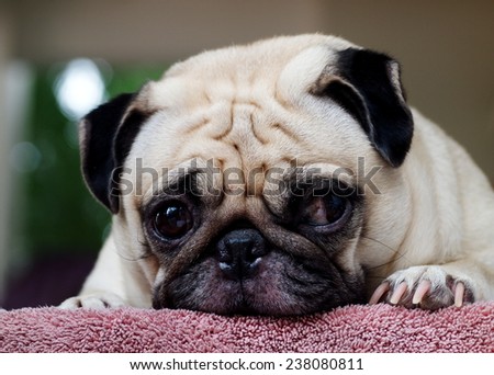 lovely white fat cute pug face head shot close up laying on an old pink synthetic cloth mat outdoor making sad face under natural sunlight