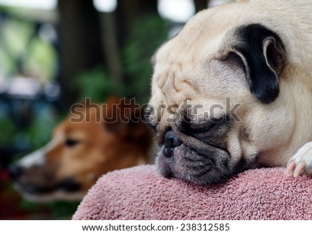 lovely white fat cute pug face head shot close up laying on an old pink synthetic cloth mat outdoor making sad face under natural sunlight with another brown dog blur in the background