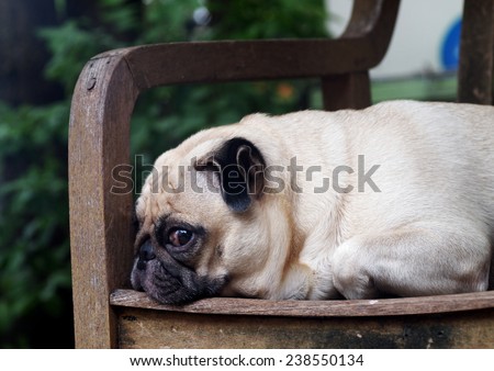 cute lovely white fat pug dog head shot close up lying flat on a wooden chair making funny face under morning sunlight