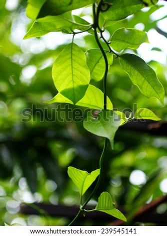 green young creeping plant, climber, typical tropical jungle plant with green leaves under sunlight with beautiful bokeh background