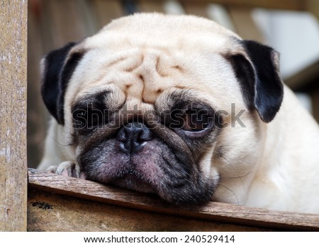 cute lovely white fat big eyes pug dog head shot close up laying flat on a wooden chair looking for friends and waiting for a walk