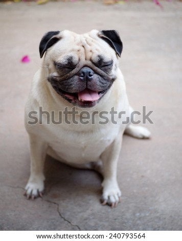 lovely funny white cute fat pug dog close up sitting alone on the garage floor in a country house making sad face outdoor under natural sunlight on a sunny day looking for friends to play with.