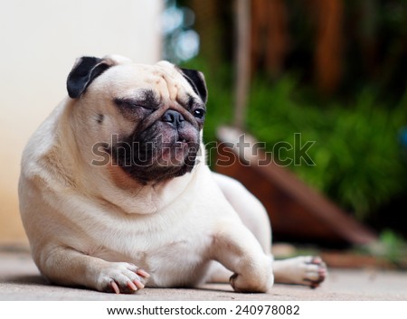 lovely funny white cute fat pug dog close up in elegance posting on the garage floor in a country house making moody face under natural sunlight on a sunny day looking for friends to play with.