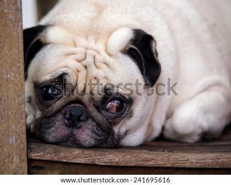 close up portraits of a lovely funny white cute fat good pug dog close up laying on a wooden chair making sad face outdoor under natural sunlight on a sunny day