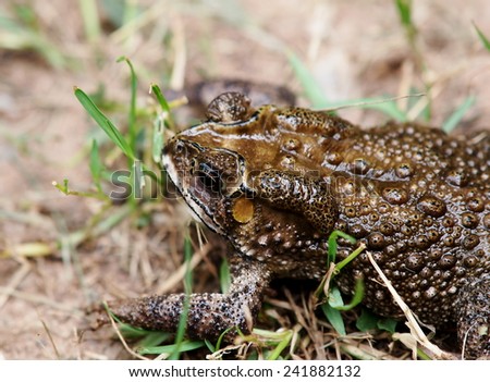 close up of a rough skin ugly deep brown toad with wet skin walking on green grass in home garden