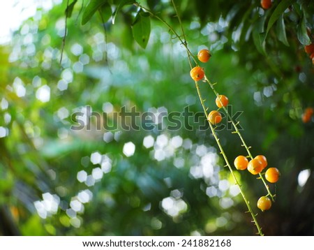 fruits, seeds of light blue purple flower small plant, Sky flower, Golden dew drop, Pigeon berry, Duranta, tropical decorative plants with beautiful flower and small golden yellow fruits in THAILAND