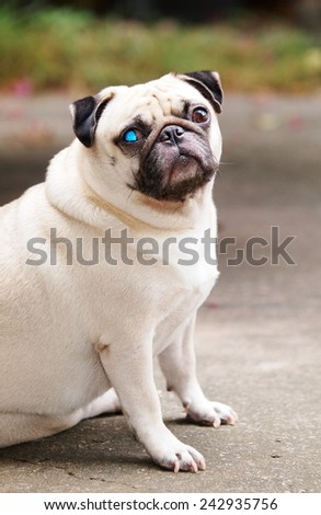 lovely funny white cute fat pug dog close up in elegance posting on the floor in a country house making moody face under natural sunlight with green reflex in an eye looking for friends to play with.