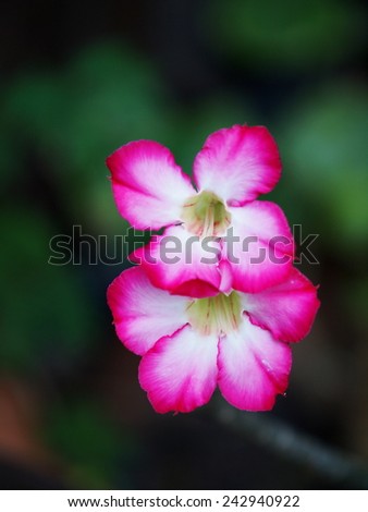 Pink and White Desert Rose, Impala Lily, Mock Azalea, colorful Tropical Flower under natural sunlight with outdoor green bokeh background