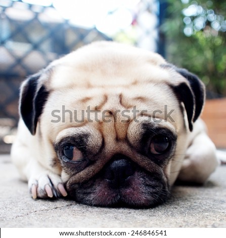 cute lovely white fat pug dog head shot close up lying flat on concrete garage floor open two big eyes looking straight at the camera with home surrounding