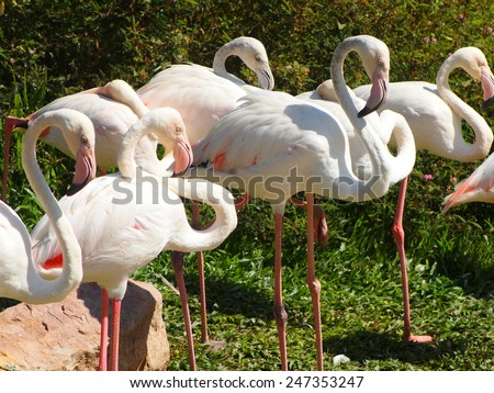 group of soft pink color africans bird flamingos standing on green grass floor near a pond on a warm weather day in summer in a zoo in THAILAND