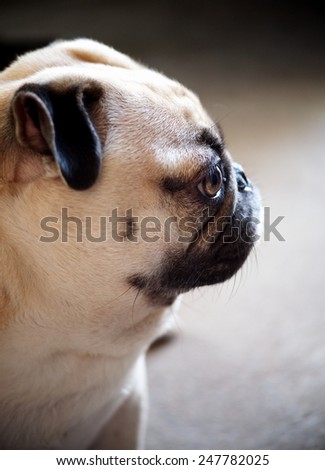 cute lovely sad and lonely white fat pug dog head shot close up standing still on gray concrete garage floor background head shot close up with moody color tone background