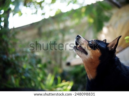 happy black fat lovely cute miniature pinscher dog standing in home green area  making funny face watching on something outdoor on a sunny day.