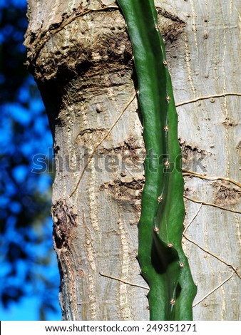 long creeping body look like a type of cactus, Dragon Fruit tree, Cactaceaeplant, growing outdoor with green surrounding background under natural sunlight