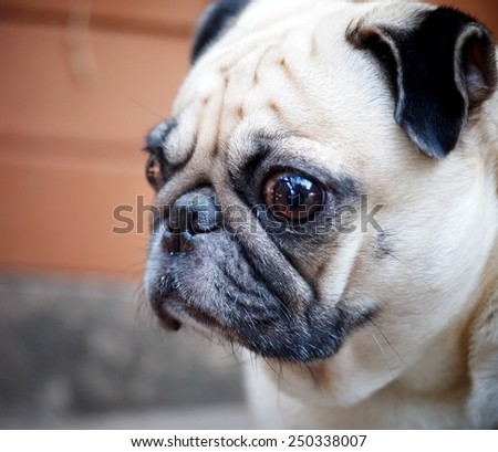 lovely lonely white fat cute pug dog playing outdoor making sadly face on the garage floor with home surrounding background
