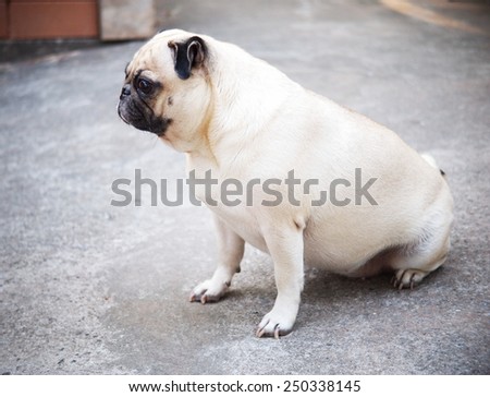 lovely funny white cute fat pug dog posting on the concrete garage floor in a country house making moody face under natural sunlight on a sunny day looking for friends to play with