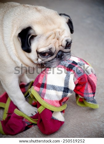 lovely funny white cute fat pug dog playing clothes on the concrete garage floor in a country house making moody face under natural sunlight on a sunny day looking for friends to play with.