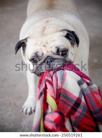 lovely funny white cute fat pug dog playing clothes on the concrete garage floor in a country house making moody face under natural sunlight on a sunny day looking for friends to play with.