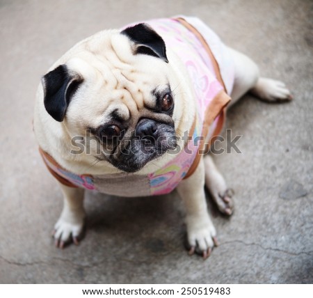 close up of a small white fat lovely cute pug dog wearing old pink dog shirt sitting on the floor with expression of thinking, lonely, sad, wisdom, waiting, visionary