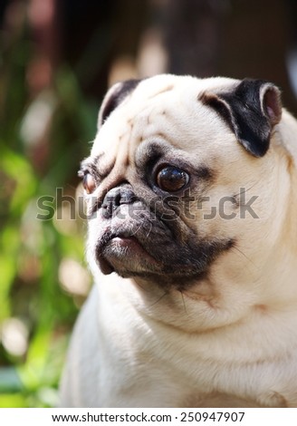 close up of a small white fat lovely cute pug dog sitting on the floor with expression of thinking, lonely, sad, wisdom, waiting, visionary