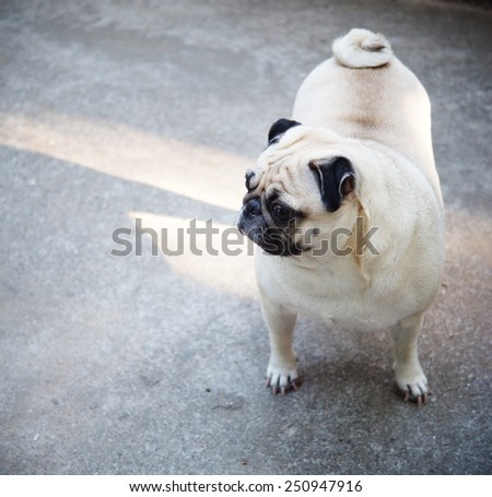 close up of a small white fat lovely cute pug dog sitting on the floor with expression of thinking, lonely, sad, wisdom, waiting, visionary
