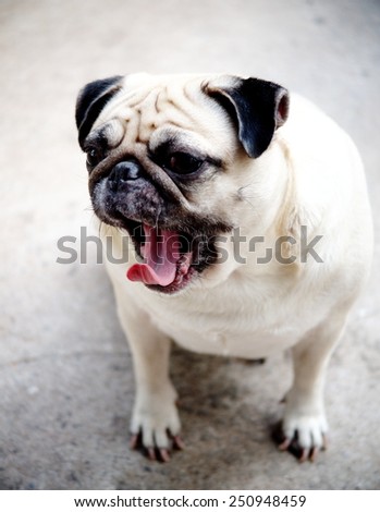 yawn lovely fat pug portraits sitting on concrete garage floor making sad face under morning light waiting for a walk.