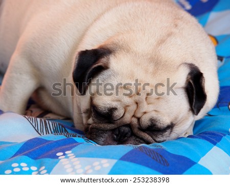 lovely white fat cute pug dog face close up lying on a big soft blue pillow outdoor making sad face under natural sunlight.
