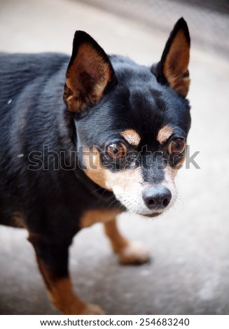 black fat cute miniature pincher dog standing and making funny face on the garage floor under morning light outdoor head shot close-up