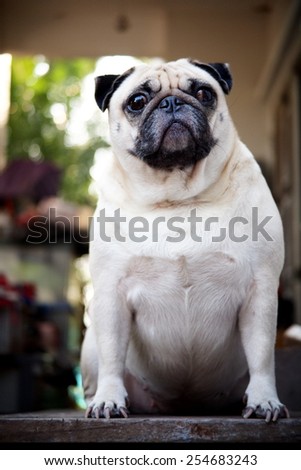 cute lovely white fat pug dog portraits close up sitting on a wooden table making funny face under morning sunlight and green home outdoor background