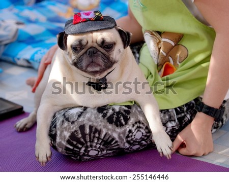 lovely white fat cute pug dog face close up wearing dark blue dog hat cap playing with an unidentified young girl outdoor making sad face under natural sunlight.