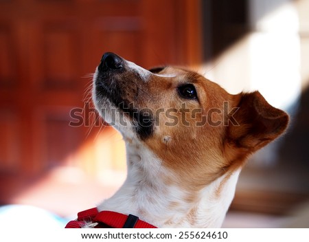 happy active young Jack Russel terrier dog portraits white and brown with red dog leash playing around a house with home outdoor surrounding making serious but funny face under morning sunlight