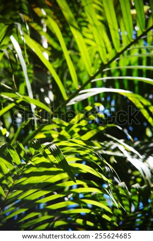 palm leaves pattern with hi-light shades and shadows under natural sun light close up of colorful palm leaves on a sunny day outdoor