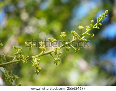 group of green yellow mango flowers on the tree under natural sunlight and environment with soft bokeh background