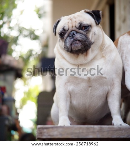 cute lovely white fat pug dog portraits close up sitting on a wooden table making funny face under morning sunlight and green home outdoor background