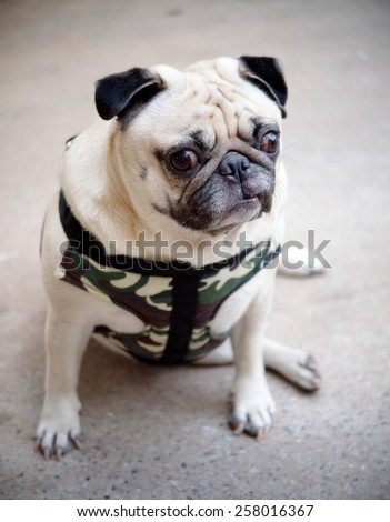 happy active white pug dog making funny serious face, wearing military pattern leash sitting on the gray color concrete garage floor outdoor under sunlight in good weather day