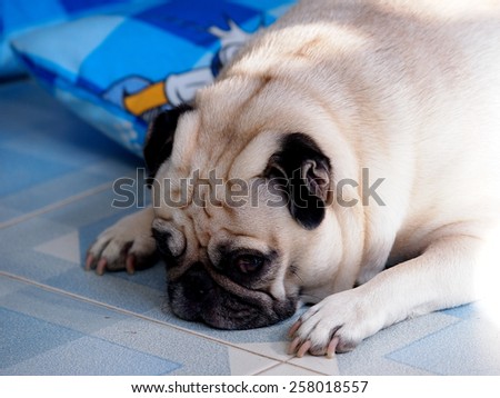 lovely white fat cute pug dog face close up lying on a big soft blue pillow outdoor making sad face under natural sunlight and country home surrounding bokeh background