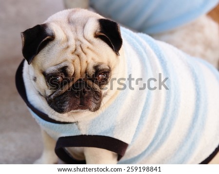 close up of a small white fat lovely cute pug dog wearing old black blue dog shirt hanging around on the floor with expression of thinking, lonely, sad, wisdom, waiting, visionary