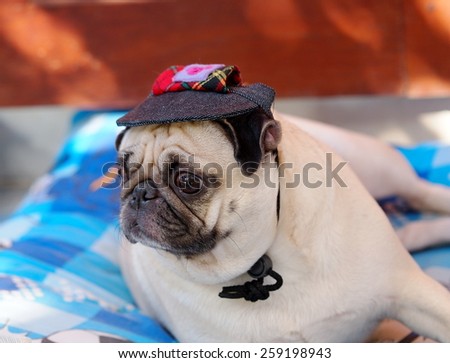 lovely white fat cute pug dog face close up lying on a big soft blue pillow outdoor wearing deep blue dog hat cap making sad face under natural sunlight with home surrounding bokeh background.