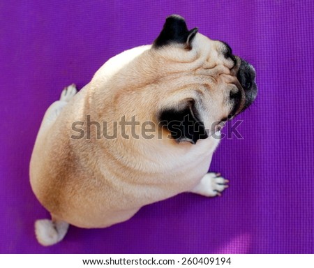 lovely fat pug portraits sitting on bright colorful purple synthetic mat floor making sad face under morning light waiting for a walk.