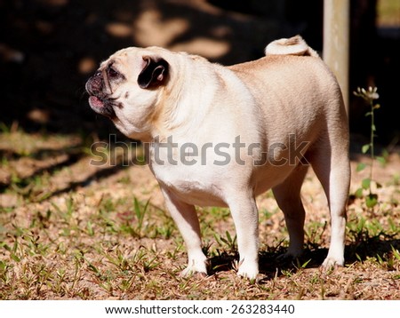 lovely funny white cute fat pug dog close up standing barking on the garage floor in a country house making funny face under natural sunlight on a sunny day looking for friends to play with.
