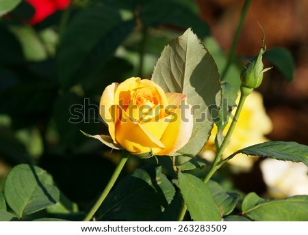 colorful yellow rose outdoor under summer sunlight in nature in roses garden in THAILAND with natural green bokeh background