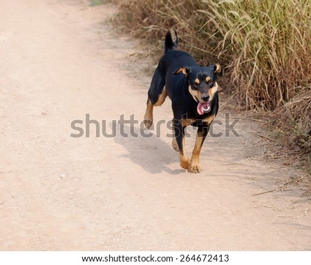 a black healthy homeless dog running on a country street follow a car on a sunny day in THAILAND