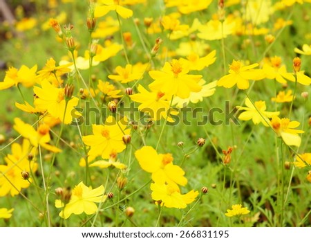 soft small cute beauty yellow grass flower field in nature looks like Climbing Wedelia, Singapore daisy blooming on the MEKONG river bank on a sunny day.