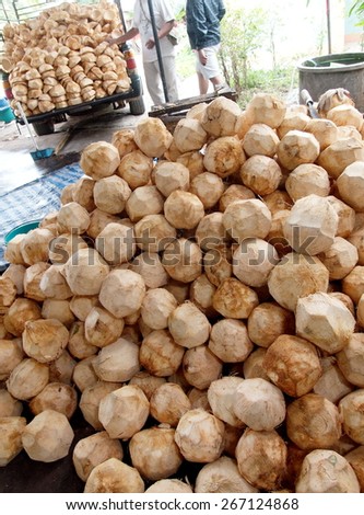 stack of many raw young green fresh coconut un-shelled on the floor and on a pick-up mini truck prepared as raw materials for home food industry in LOEI province THAILAND