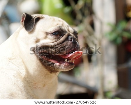 lovely funny white cute fat pug dog close up portraits head shot on the garage floor in a country house making moody face under natural sunlight on a sunny day looking for friends to play with.