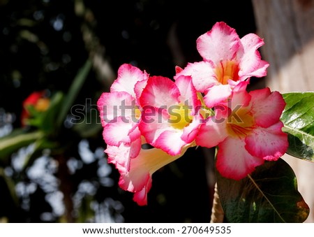 group of pretty beautiful Desert Rose, Impala Lily, Mock Azalea, beauty flowers in white and pink in Thailand with nice outdoor green bokeh background