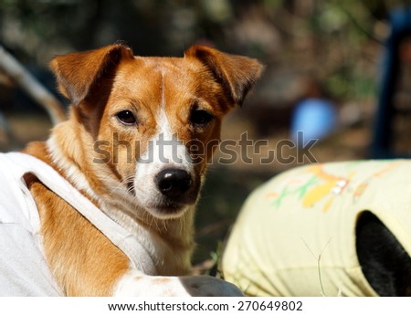 happy active young Jack Russel terrier dog portraits white and brown with light yellow dog shirt playing around a house with home outdoor surrounding making funny face under morning sunlight