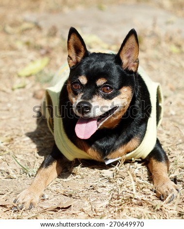black fat lovely miniature pinscher dog wearing yellow dog shirt laying on thedried grass floor surrounding with home background